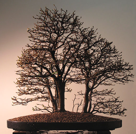 Bonsaischale, Steinschale